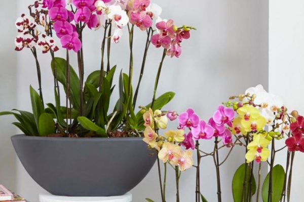 Orquídeas multicolor 
